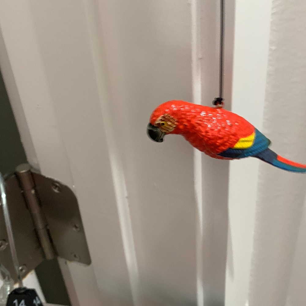 Parrots 🦜 - Picture 9 of 11